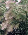 Foxtail grass Hordeum jubatum