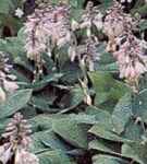 Big Blue Hosta sieboldiana elegans Perennial