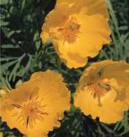 Mexican Tulip Poppy Hunnemania fumerifolia Perennial flower