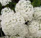 Annabelle Hydrangea arborescens