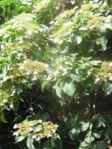 Climbing Hydrangea anomala petiolaris