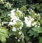 Oakleaf Hydrangea quercifolia