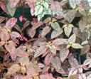 Splash Select Hypoestes phyllostachya Annual flower mix