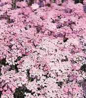 Pink Iberis umbellata annual flower