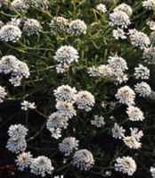 Snowflake Iberis sempervirens perennial flower