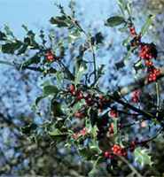 English Holly ilex aquifolium