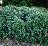 Chinese Holly ilex cornuta