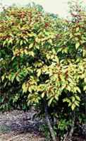 Winterberry ilex verticillata