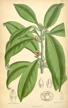 illicium verum star anise sketch seed plants
