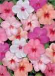 impatiens butterfly mix