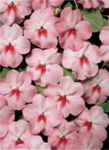 Cherry Butterfly impatiens