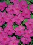 Orchid Butterfly impatiens