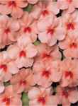 Peach butterfly impatiens