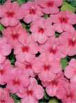 Strawberry Butterfly impatiens