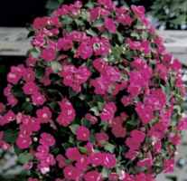 Victorian Rose impatiens walleriana Annual flower