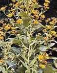 inula helenium elecampane seed plant herb