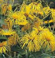 inula orientalis oriental elecampane seed