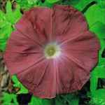 Chocolate Ipomoea nil flower vine