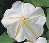 Moonflower Ipomoea alba