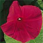 Scarlet O Hara Ipomoea purpurea Morning Glory