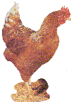 Hubbard ISA Brown egg layers