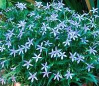 isotoma axillaris star flower seed plant