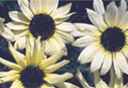 italian white sunflower Helianthus annuus