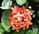 ixora taiwanensis