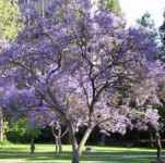 jacaranda tree