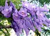 Jacaranda mimosifolia flower