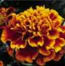 marigold janie