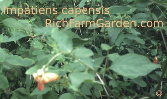 jewelweed impatiens capensis seed and plants