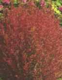 kochia scoparia burning bush seeds plant