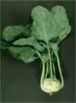 Early White Vienna
        Kohlrabi