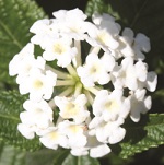 lantana camera white plants at rich farm garden