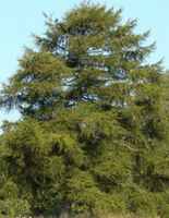 European Larch Tree