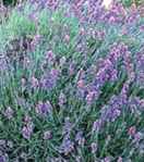 Lavender Hidcote Blue