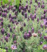 Spanish Lavender French Long Lavender Lavandula stoechas