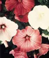 Beauty Mix lavatera trimetris