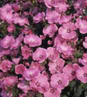 Silver Cup lavatera trimestris Perennial