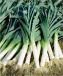 Scotland leeks