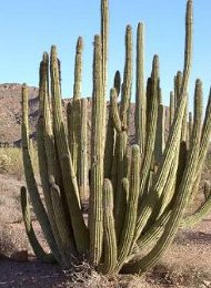 Organ Pipe Cactus Lemaireocerceus