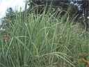 Lemon grass Cymbopogon citratus