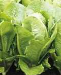 Biondo Ortolani Heirloom Lettuce