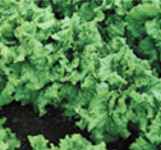 Black Seeded Simpson Heirloom Lettuce