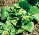 Buttercrunch Lettuce