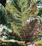 Forellenschluss Austrian heirloom Lettuce