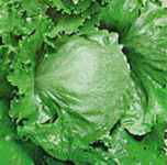 Reine des Glaces heirloom Lettuce