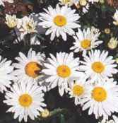 Alaska Shasta Daisy Leucanthemum superbum Perennial flower