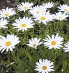 Brightside Shasta Daisy Leucanthemum superbum Perennial flower